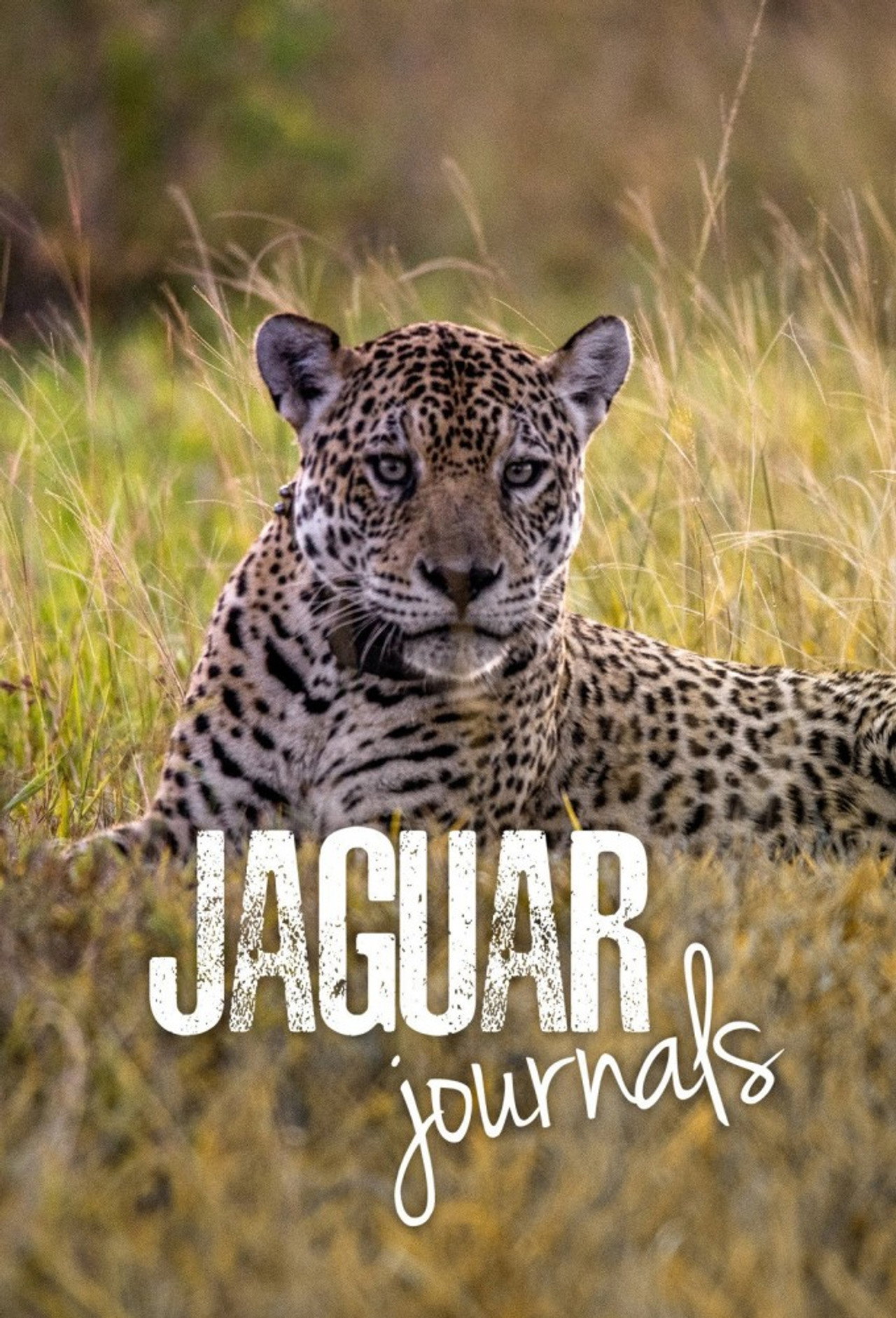 Jaguar Journals (2024) - TV