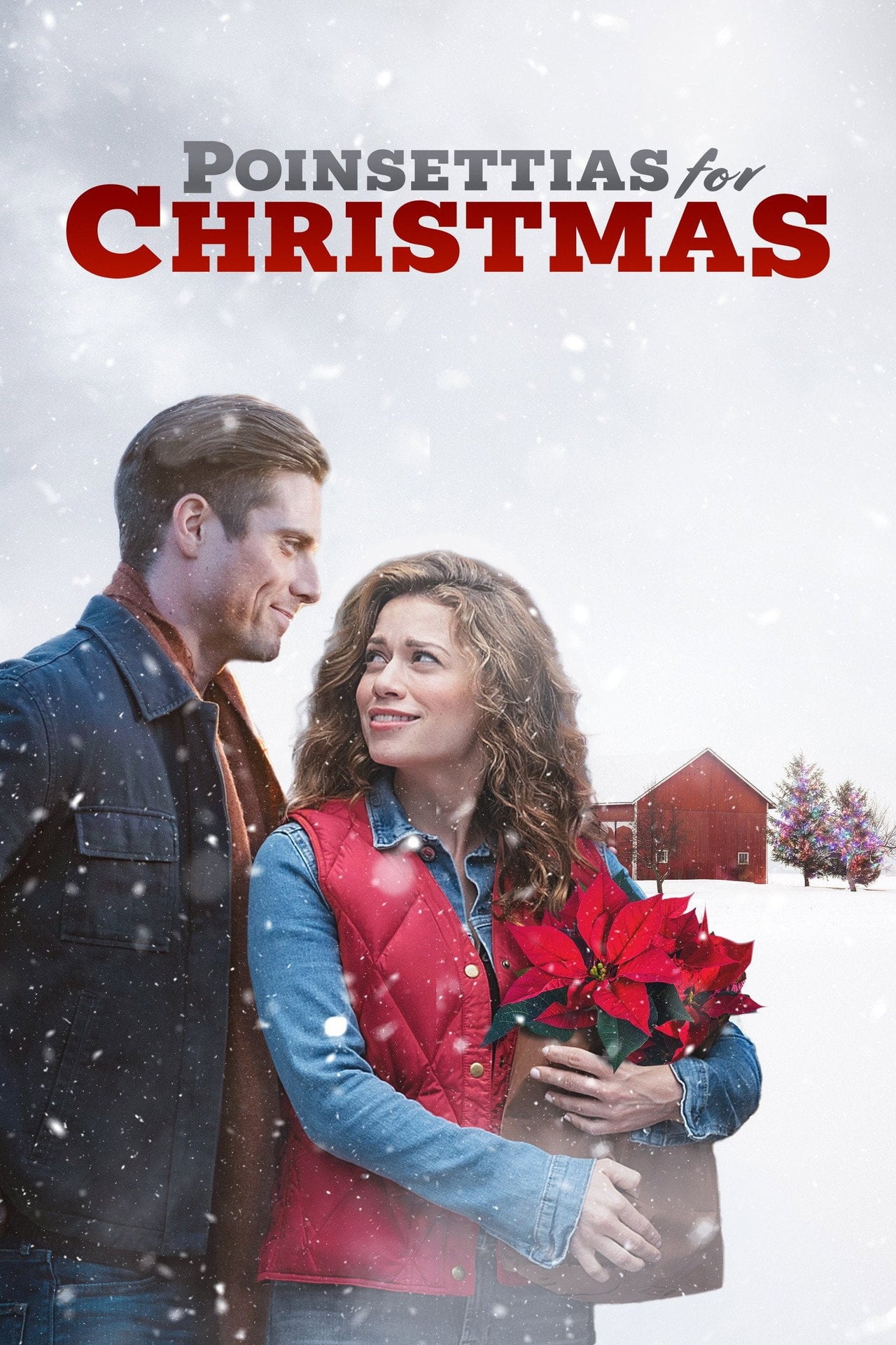 poinsettias for christmas (2018)