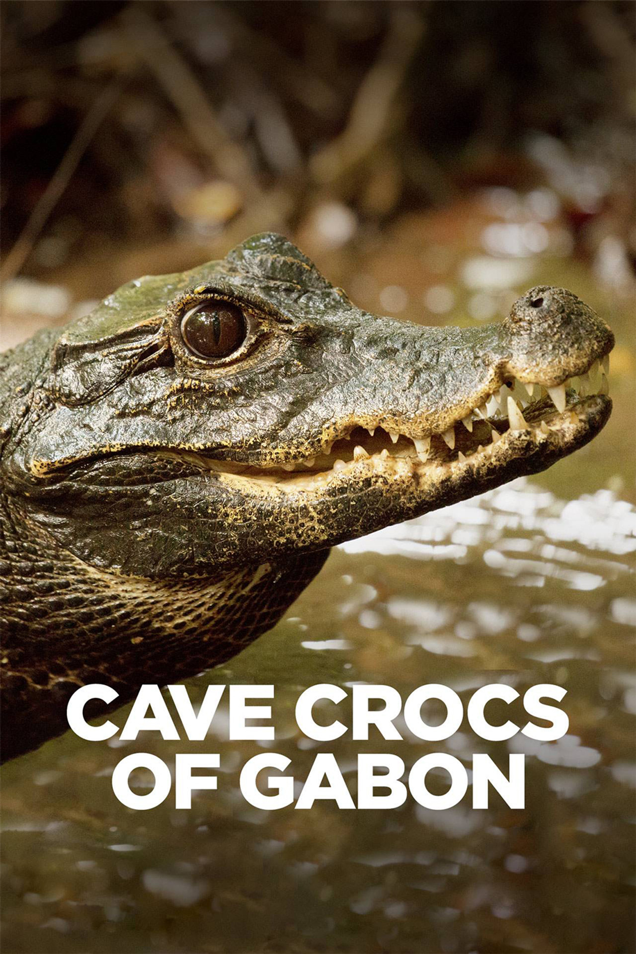 Cave Crocs of Gabon (2018) - Фильм