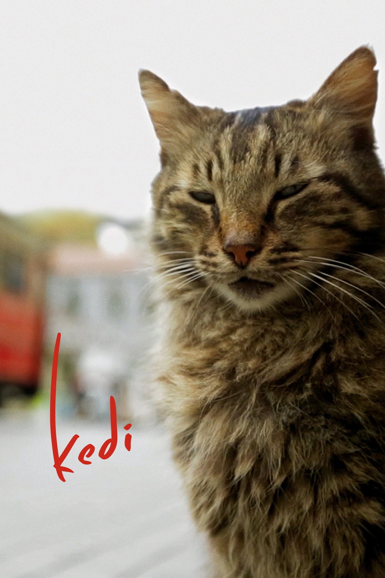 Kedi (2017) - Movie
