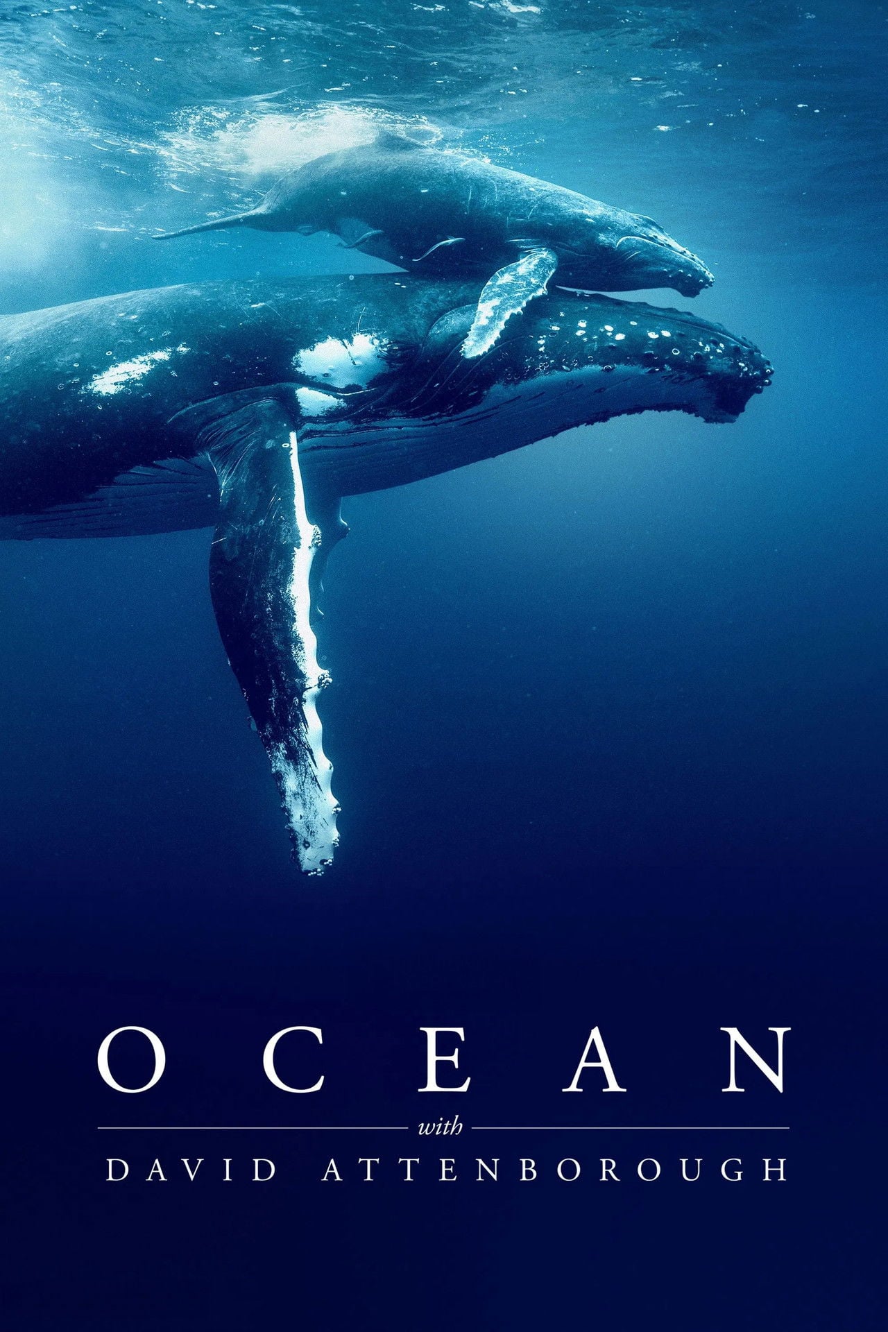 I Segreti Dell’oceano con David Attenborough (2025) - Film