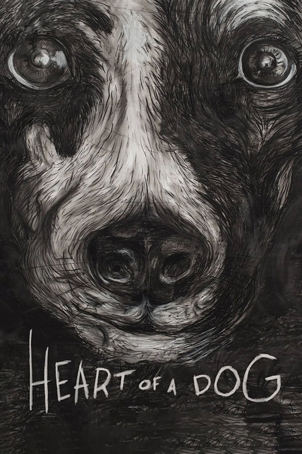 Cuore di un cane (2015)