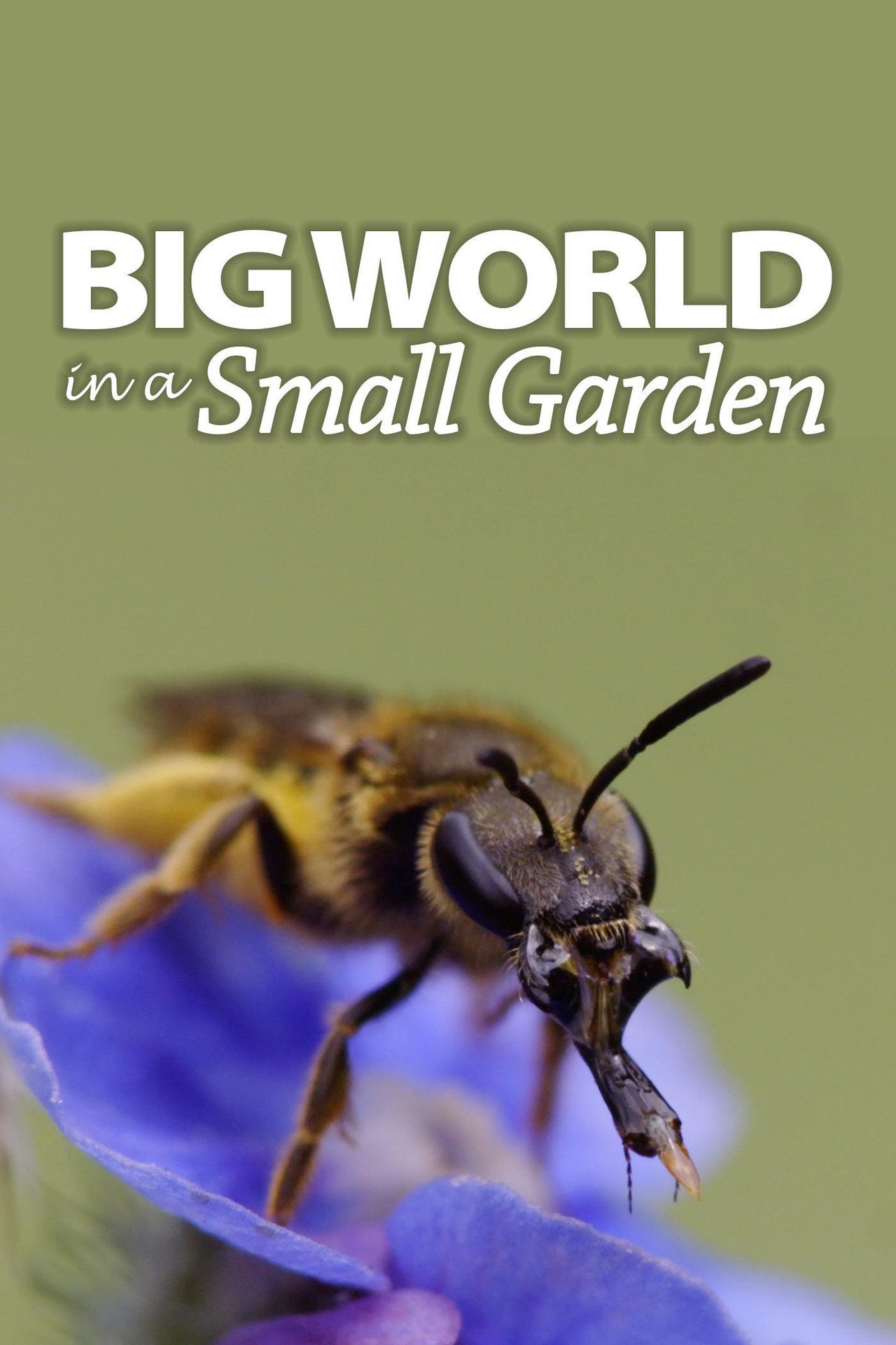 Big World in a Small Garden (2017) poster