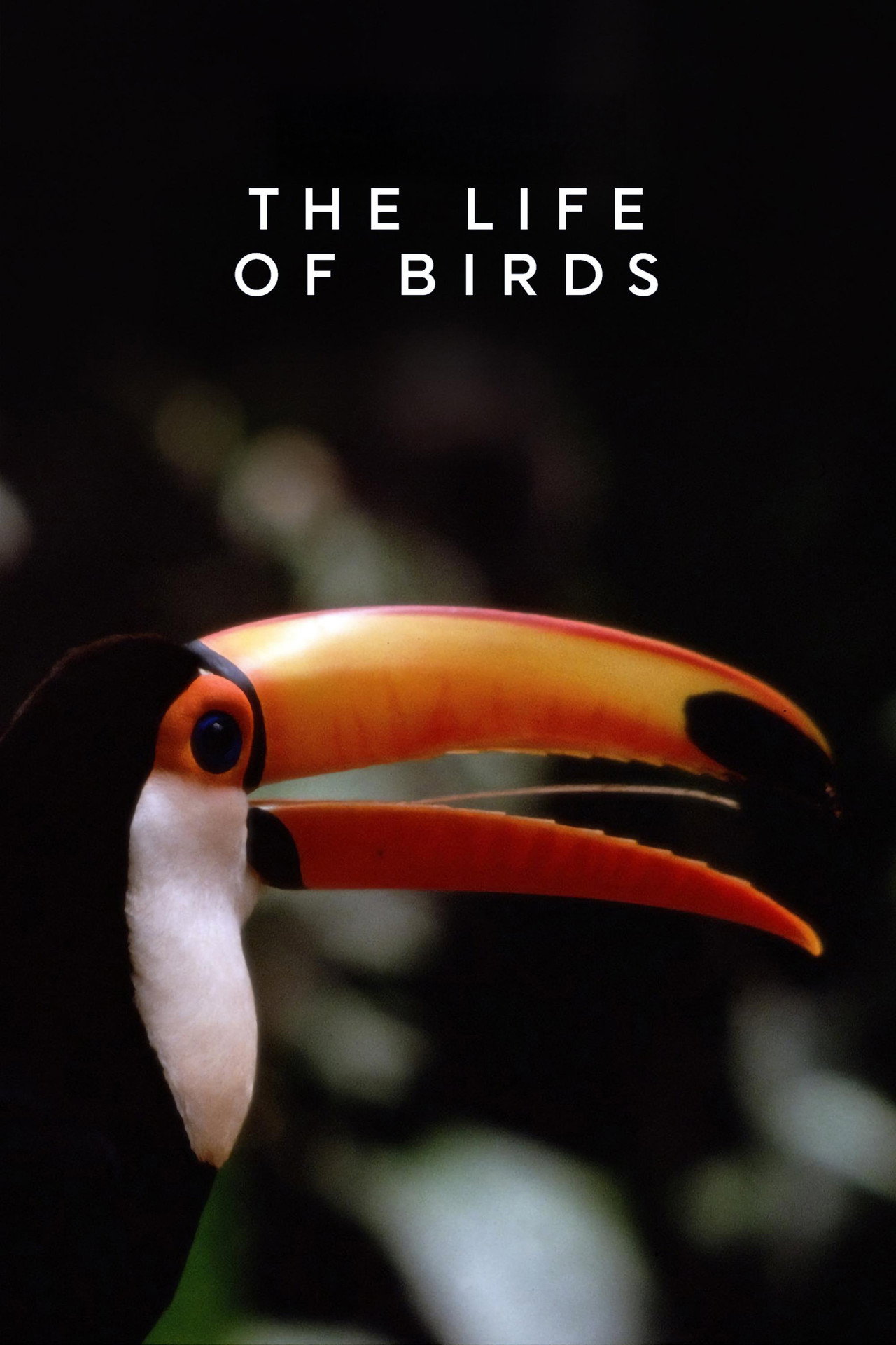 The Life of Birds (1998)